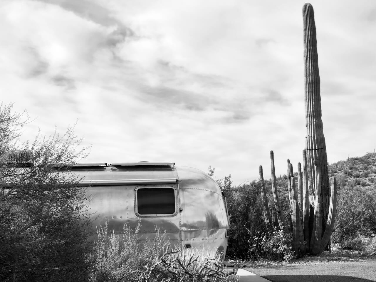 Beside a giant saguaro, in black and white